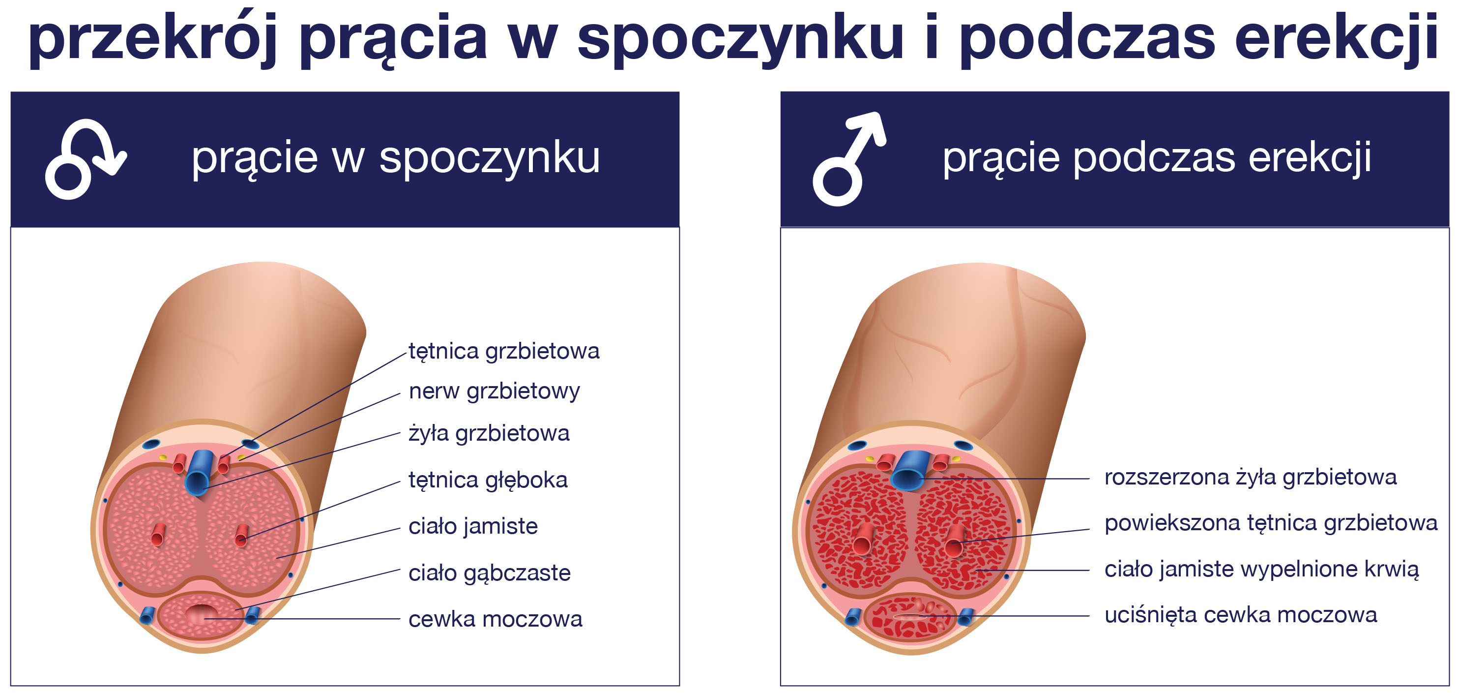 Anatomia penisa - prącie w spoczynku i prącie w erekcji - VeritaMed Warszawa.jpg